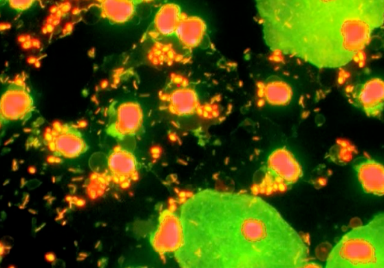 康耐視.png 康耐視.png